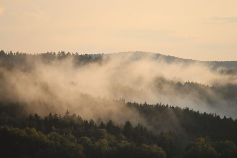exploring-the-mysteries-of-dream-interpretation-forests-in-2d-3d-and-4d-382